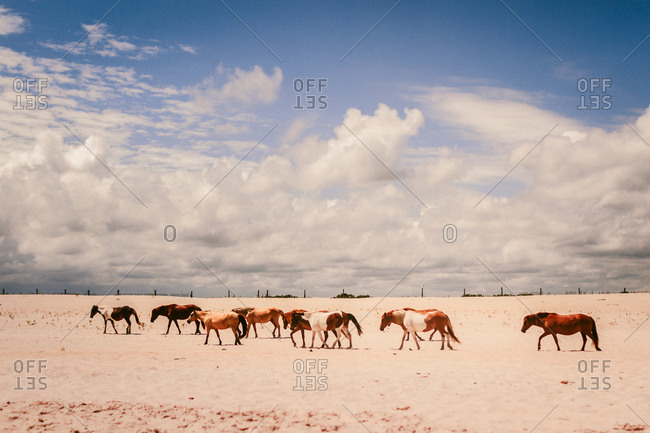 Herd of wild horses walking on a beach