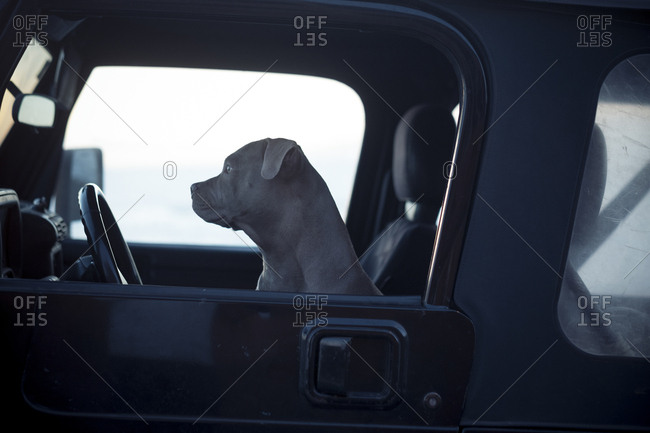 Dog in a vehicle\'s front seat