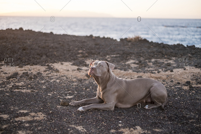 Alert dog in a coastal setting