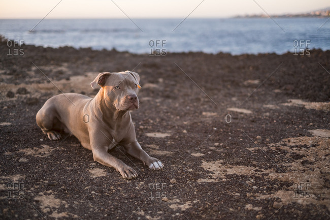 An alert dog in a coastal setting