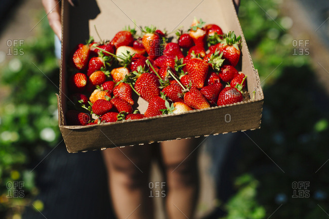 Female holds box of freshly picked strawberries on a road trip down the Pacific Coast Highway, California