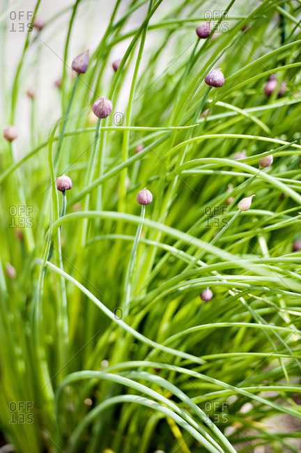 Chive buds