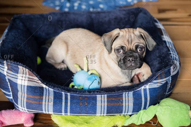 Cute pug sitting in its bed