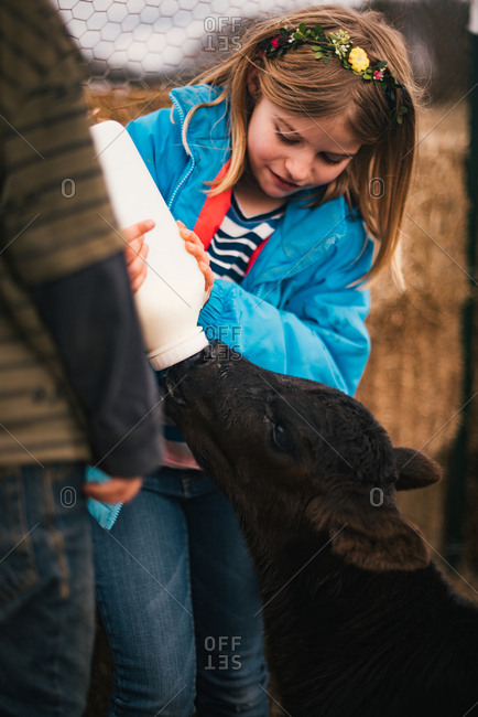 Girl feeding baby cow on a farm