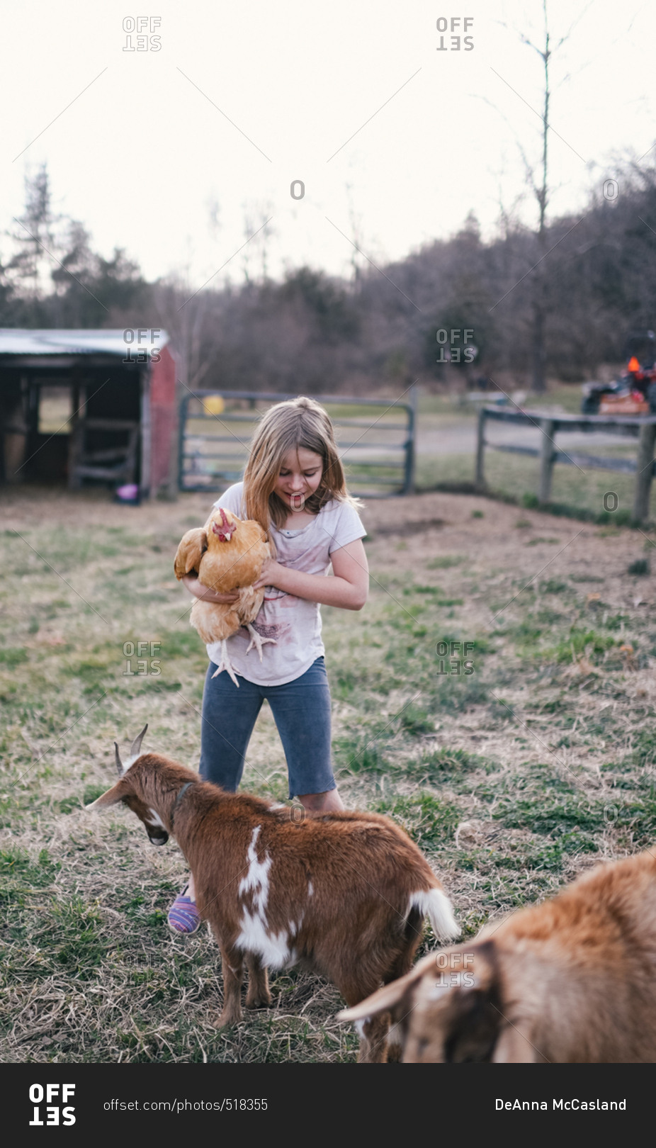Blonde girl playing with goats and chickens