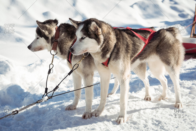 Siberian husky dogs waiting for the sledge ride