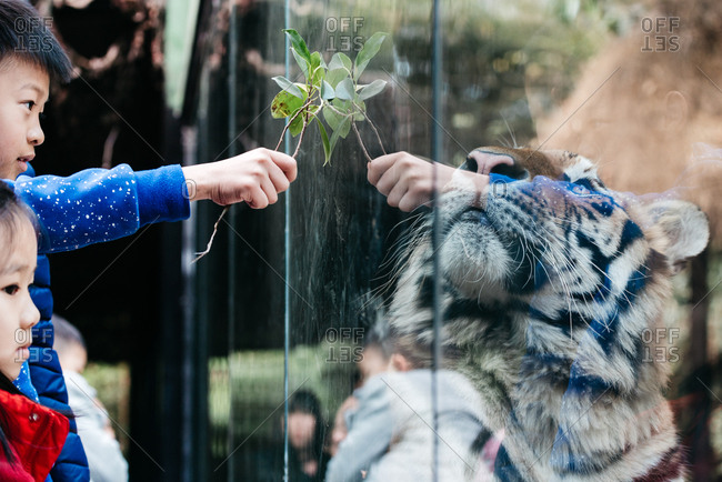 Chinese children watching a tiger in zoo