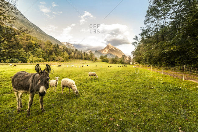 Slovenia- Bovec- Kanin Valley- sheeps and donkey on a pasture