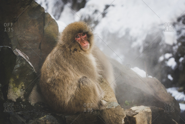 Japan- Yamanouchi- Jigokudani Monkey Park- portrait of red-faced makak