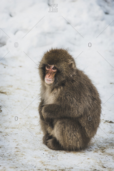 Japan- Yamanouchi- Jigokudani Monkey Park- red-faced makak sitting on snow