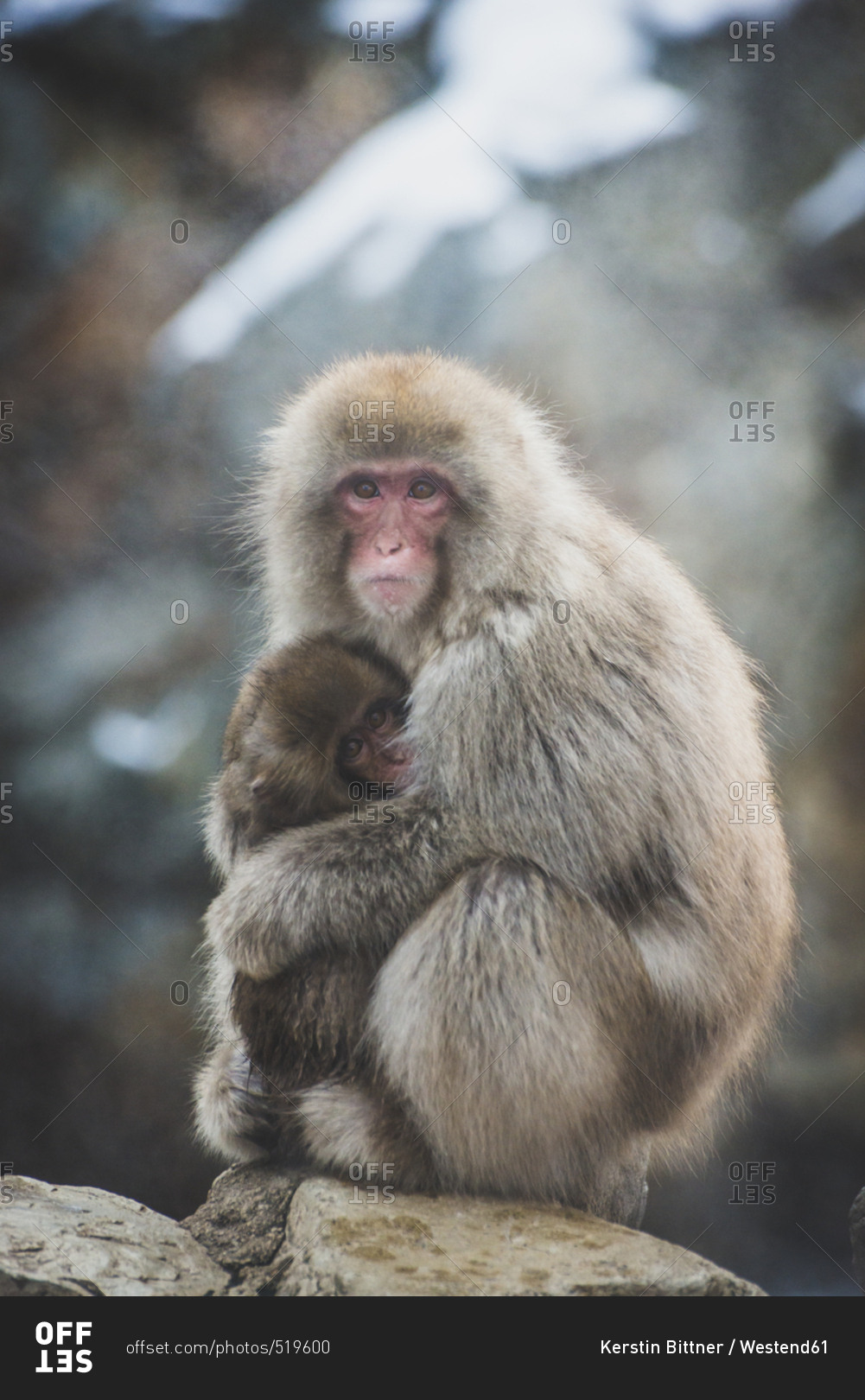 Japan- Yamanouchi- Jigokudani Monkey Park- red-faced makak with young animal