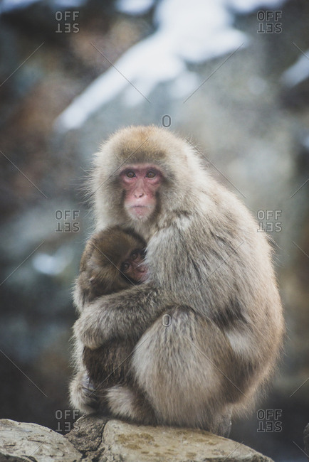 Japan- Yamanouchi- Jigokudani Monkey Park- red-faced makak with young animal
