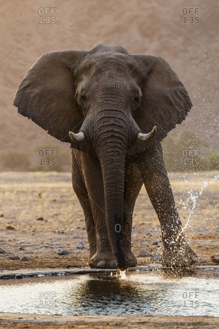 Elephant drinking at water hole in savanna landscape