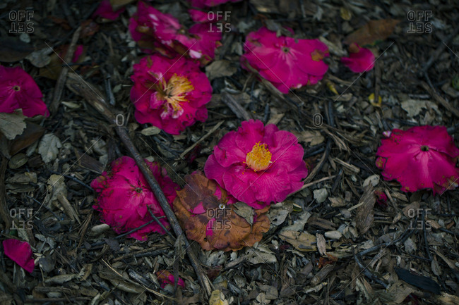 Close up of fallen wilting flowers on ground