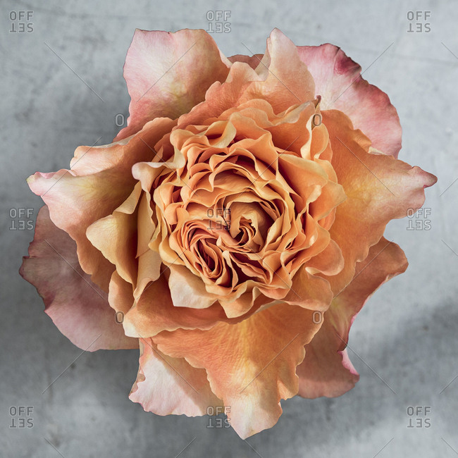 petals stock photos OFFSET