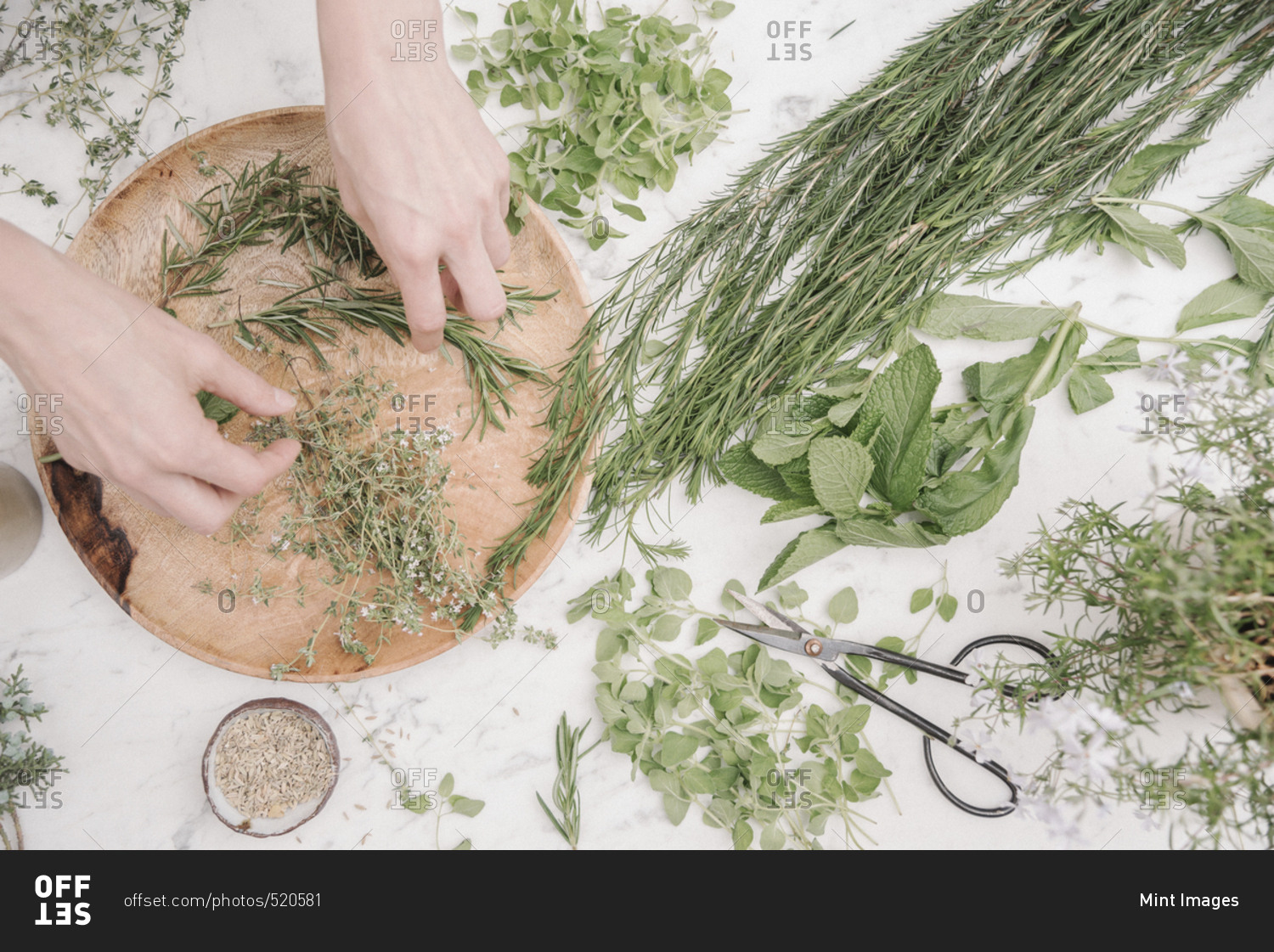 Overhead view of a woman preparing herbs and plants for use in cooking. Rosemary, chives, mint and coriander seeds.