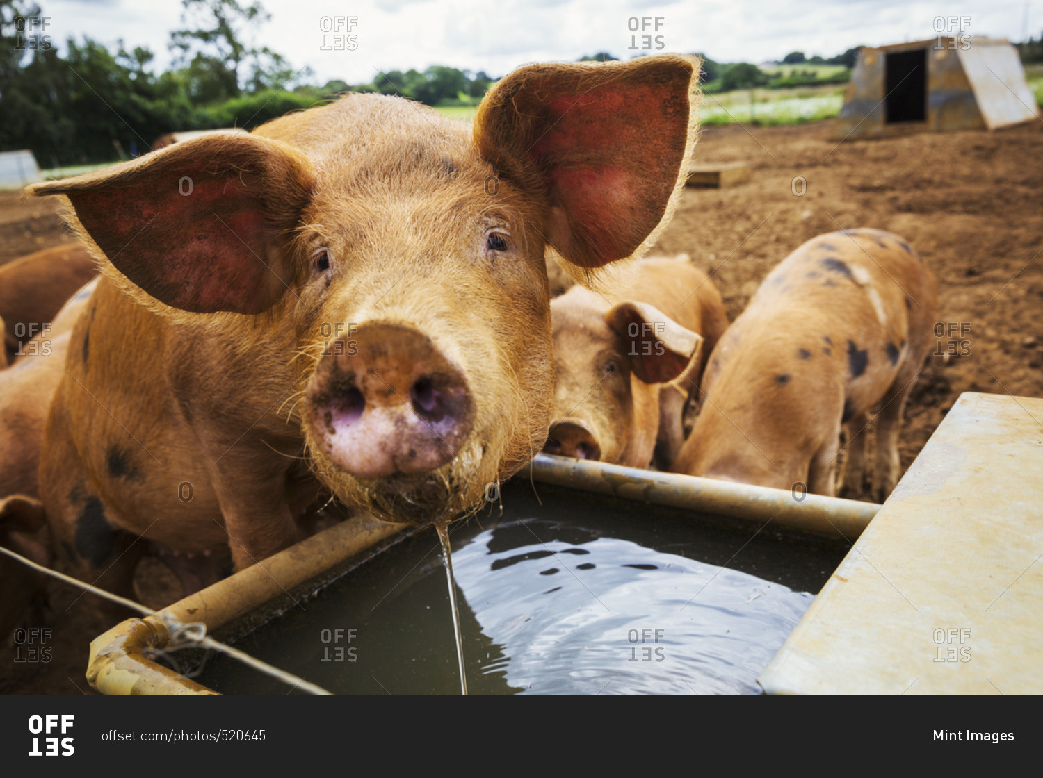 Three pigs in a field, one drinking from a trough.