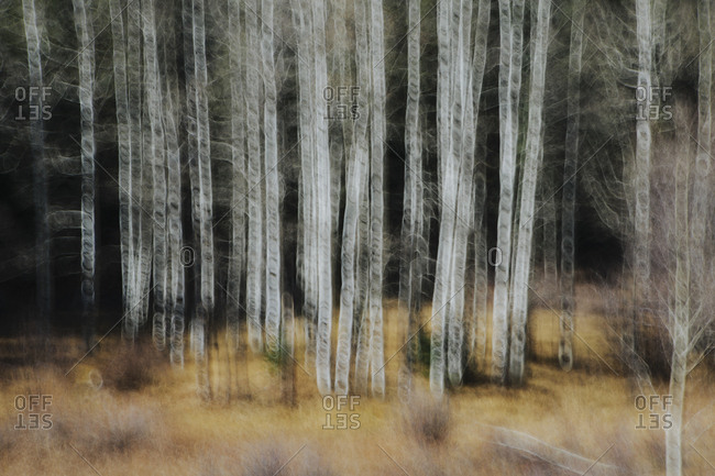 Aspen trees with pale tree trunks in woodland. Blurred motion.