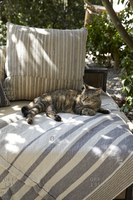 Cat lounging on outdoor couch in dappled light