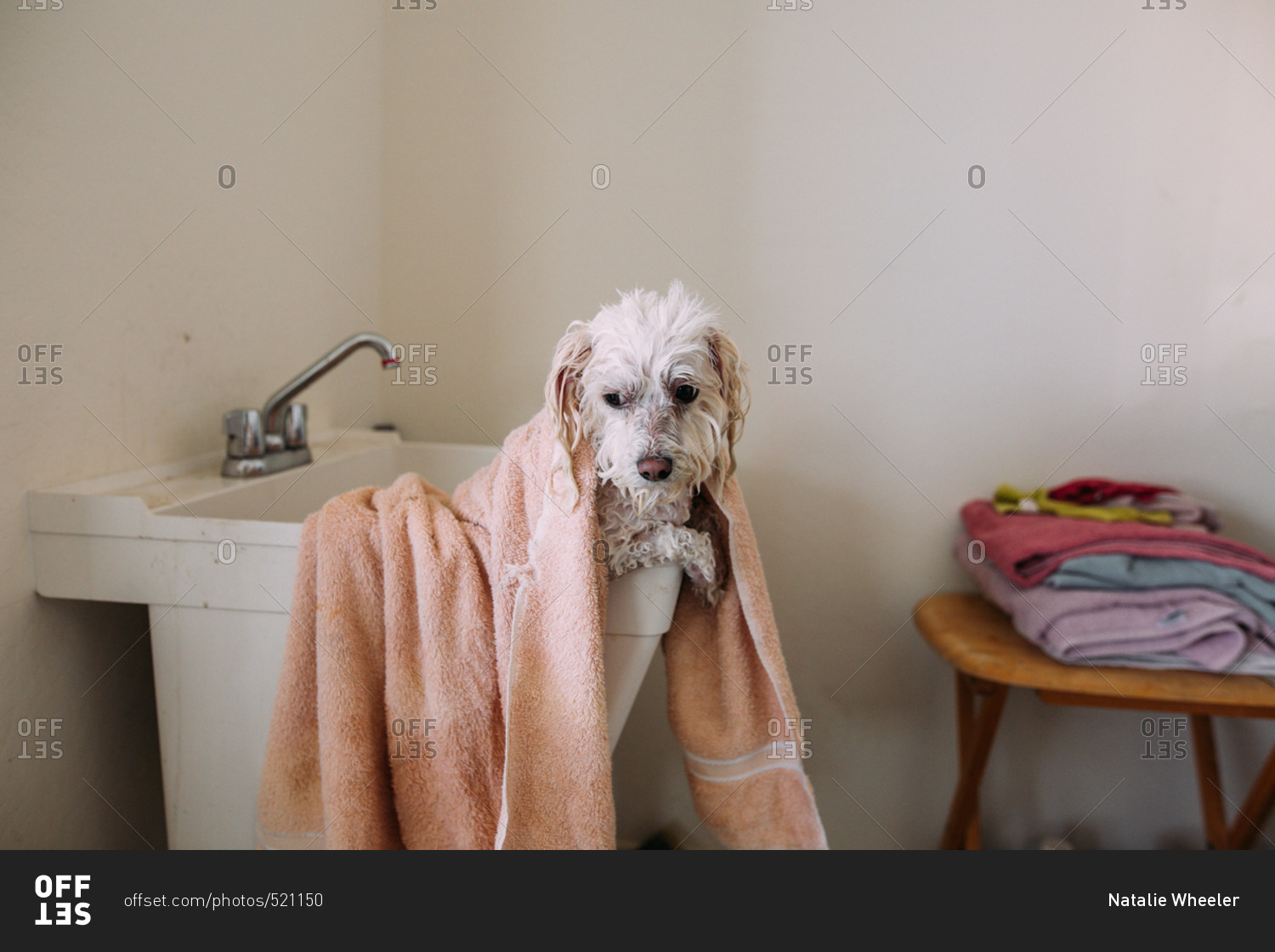 Wet dog with towel in a laundry tub