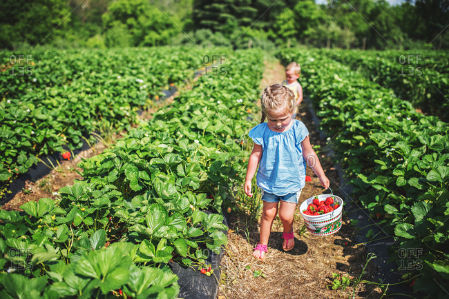 Toddler boys in a berry patch