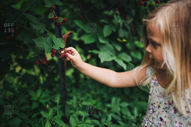 Girl picking a blackberry from bush
