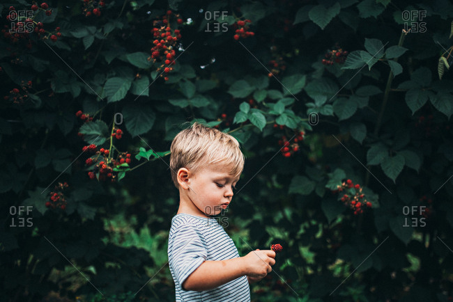 Boy looking at picked blueberry