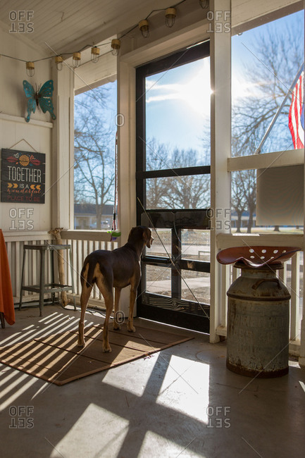 Dog Standing At A Screen Door On A Porch Stock Photo Offset