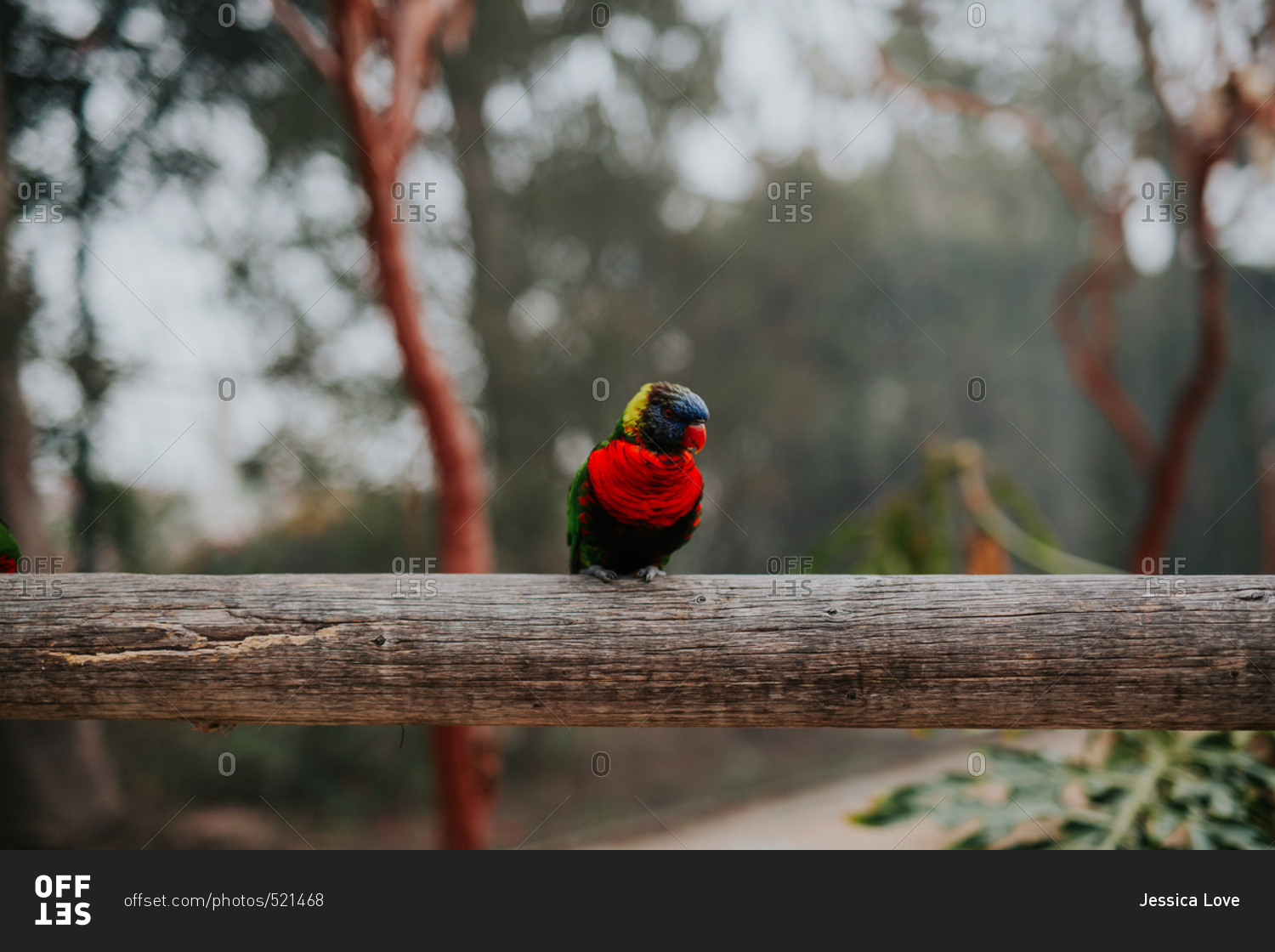 A colorful bird on perch