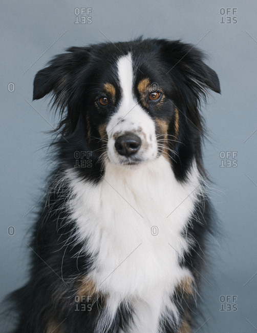 Head And Shoulders Portrait Of An Australian Shepherd Stock Photo - Offset