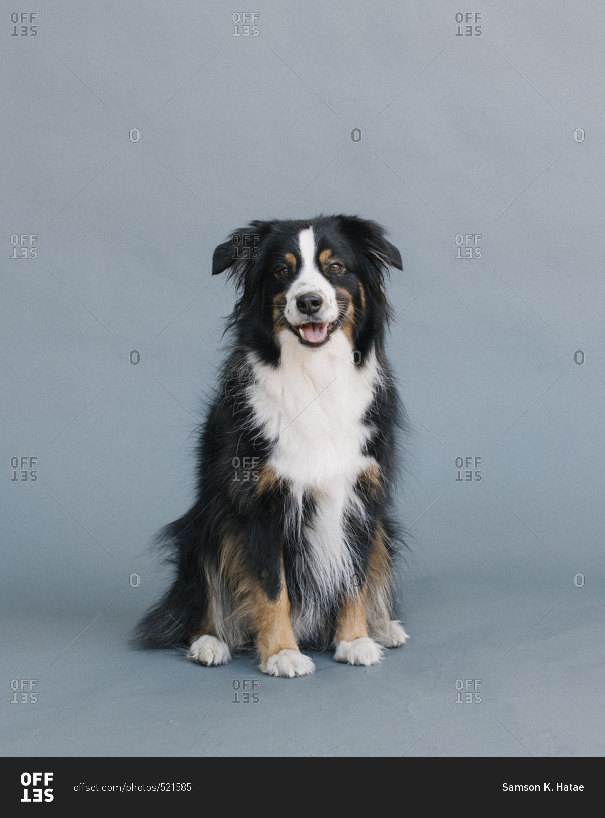 Portrait of an Australian shepherd with it's tongue out stock photo ...