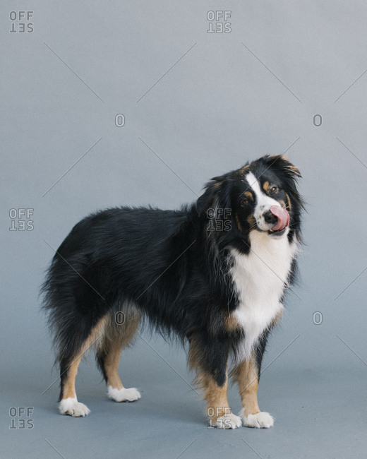 Are Australian Shepherds Lickers