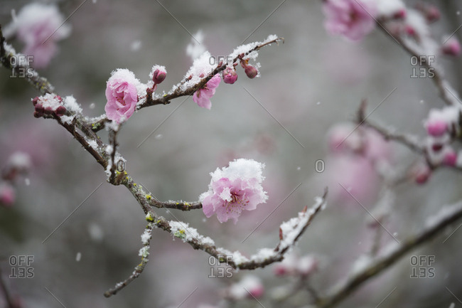 Snow Falling On Pink Cherry Blossoms Stock Photo Offset