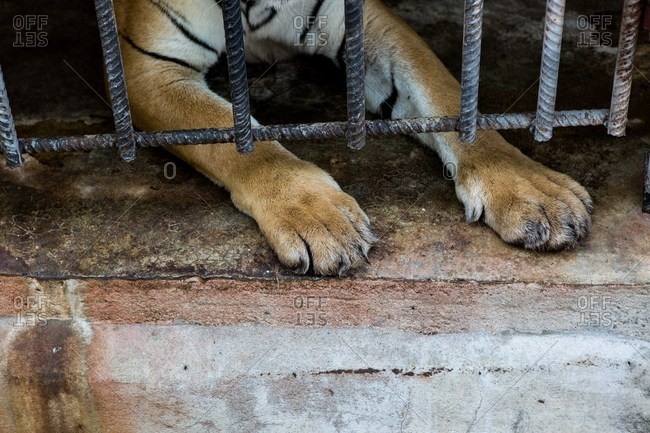 Tiger paws reaching under cage bars