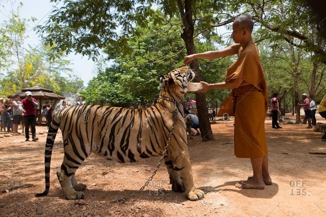 Kanchanaburi, Thailand - May 10, 2015: Monk feeding a captive tiger