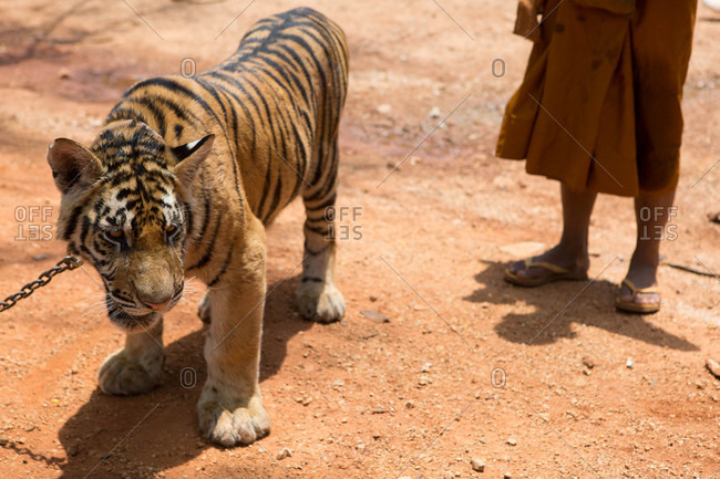 A chained tiger standing outside