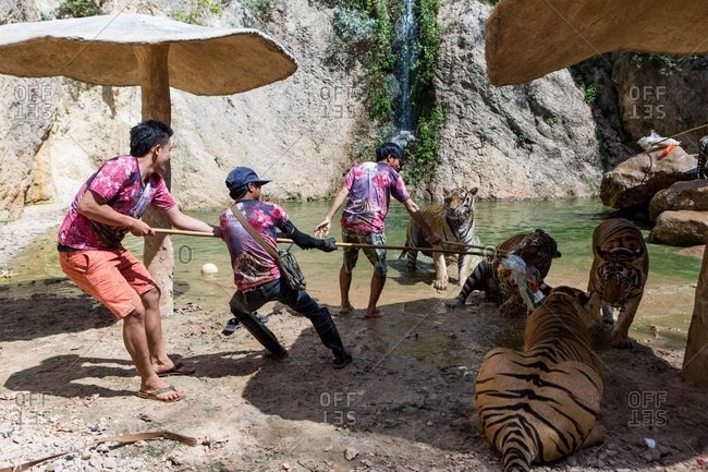 Kanchanaburi, Thailand - May 10, 2015: Handlers by group of tigers