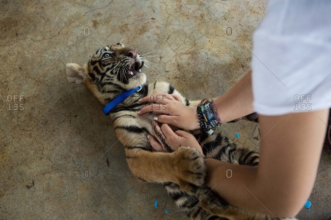 Kanchanaburi, Thailand - May 10, 2015: Person playing with baby tiger