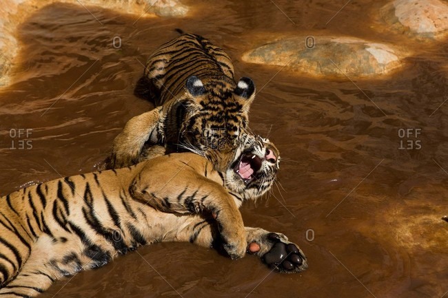 Tigers playing in water