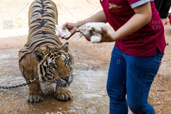 Captive tiger waiting for food