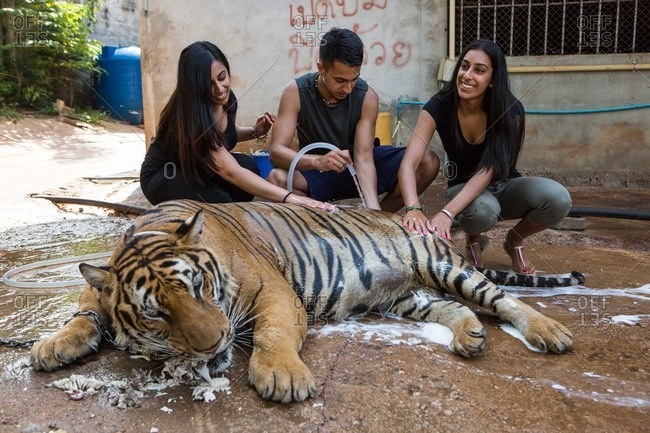 Kanchanaburi, Thailand - May 10, 2015: People washing tiger as it eats