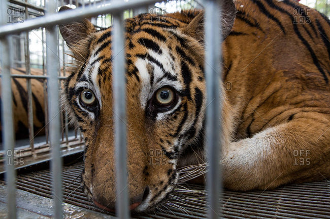 A sedated tiger in a cage in Thailand
