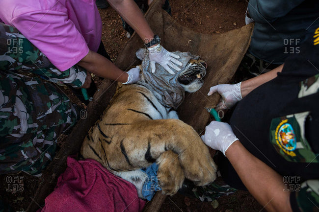 Kanchanaburi, Thailand - June 3, 2016: Wildlife officers transporting a tiger