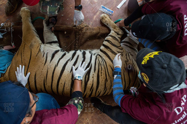 Kanchanaburi, Thailand - June 2, 2016: Vets sedating a tiger