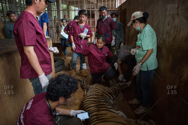 Kanchanaburi, Thailand - June 2, 2016: Vets sedate a tiger in enclosure