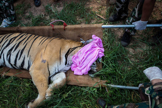 Kanchanaburi, Thailand - June 2, 2016: A sedated tiger during a transfer