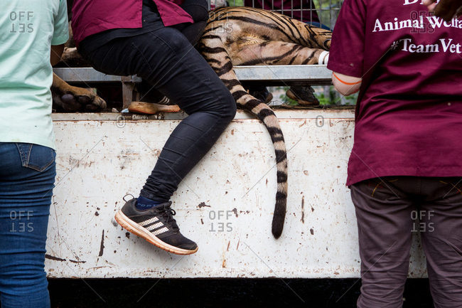 Kanchanaburi, Thailand - June 2, 2016: Vets sedate a tiger for transfer