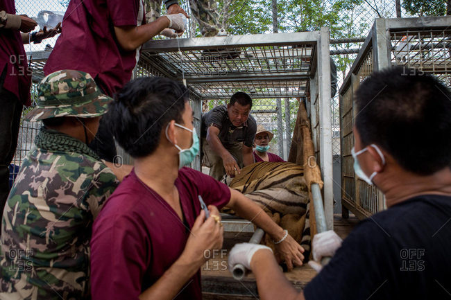 Kanchanaburi, Thailand - June 2, 2016: Wildlife officers transferring tiger