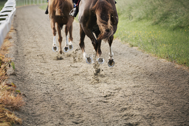 Two horses and riders on a gallops path, racing against each other in a training exercise. Racehorse training.