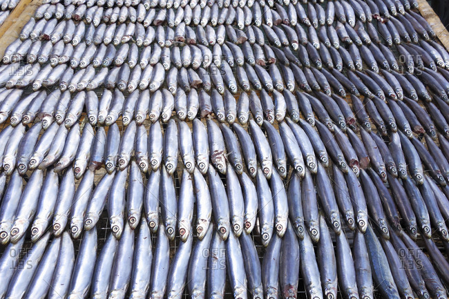 Small silver fish laid out in rows on a flat surface to dry.